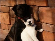 cat and dog at the farm.jpg